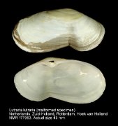 Lutraria lutraria_malformed